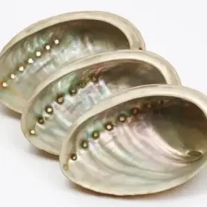 Abalone Shell