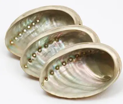 Abalone Shell